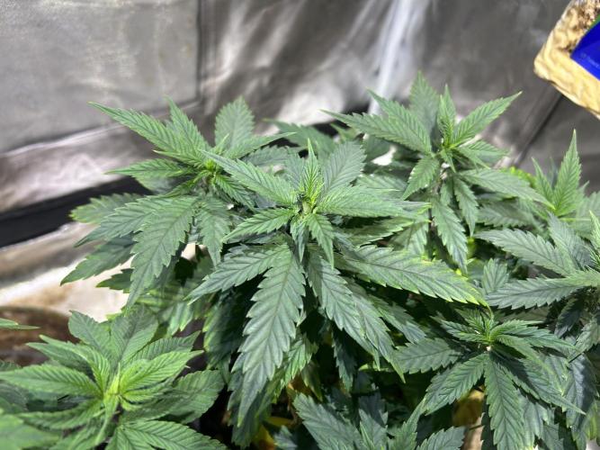 OSS - Tiramisu. Week 13