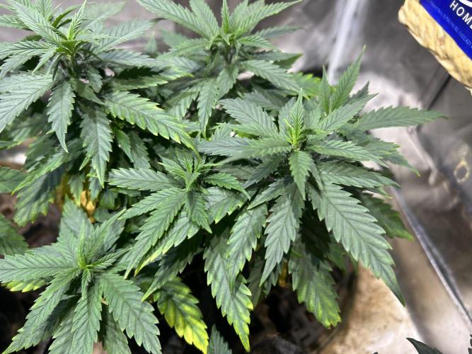 OSS - Tiramisu. Week 13