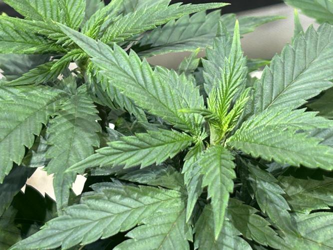 OSS - Tiramisu. Week 13