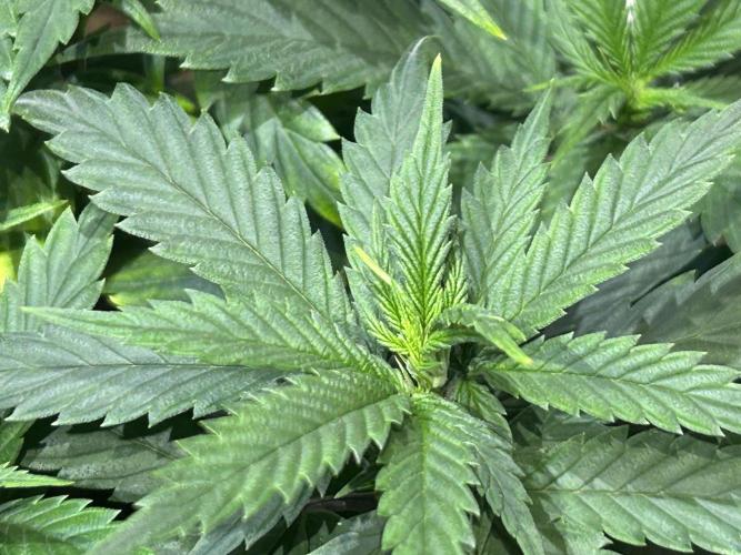 OSS - Tiramisu. Week 13