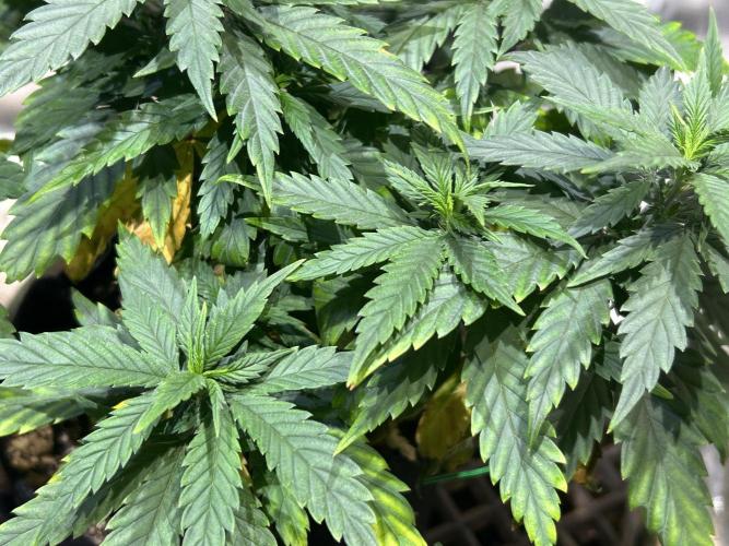 OSS - Tiramisu. Week 13