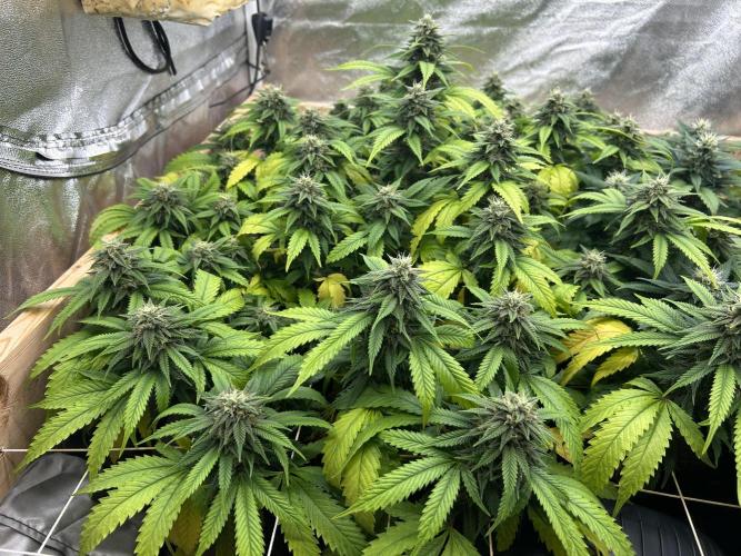 OSS - Do-Si-Dos OG. Week 20