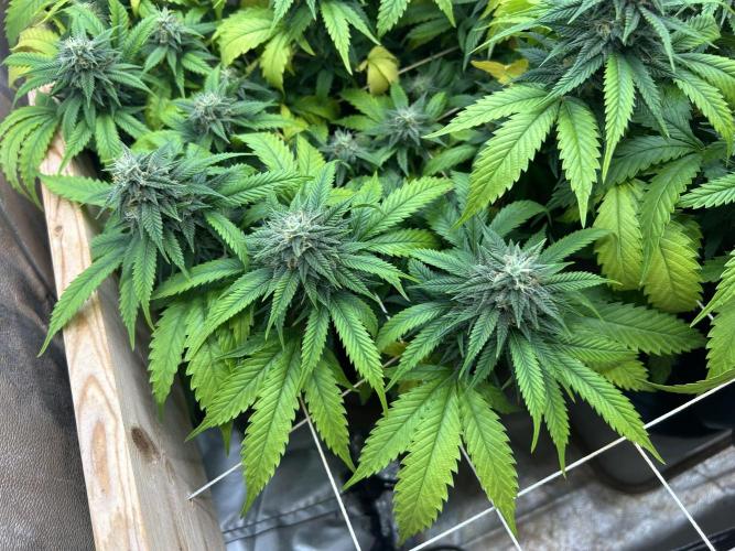 OSS - Do-Si-Dos OG. Week 20