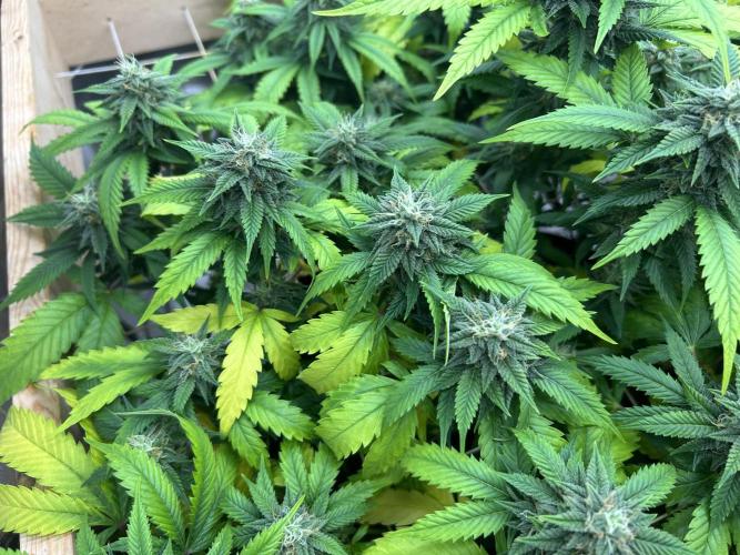 OSS - Do-Si-Dos OG. Week 20