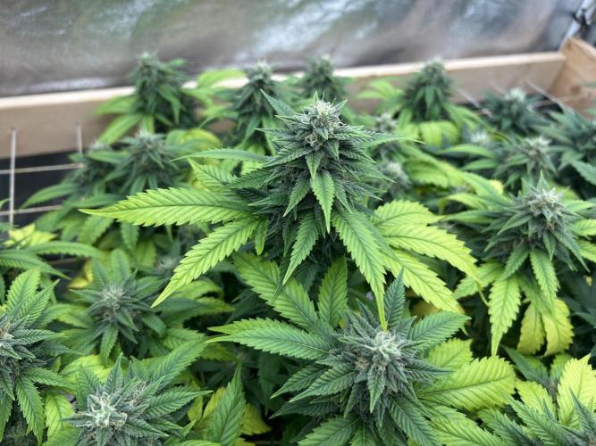 OSS - Do-Si-Dos OG. Week 20