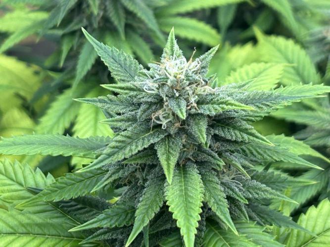 OSS - Do-Si-Dos OG. Week 20