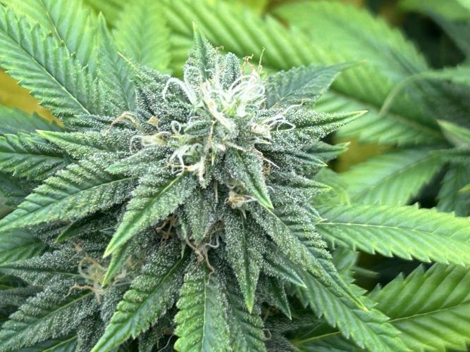 OSS - Do-Si-Dos OG. Week 20