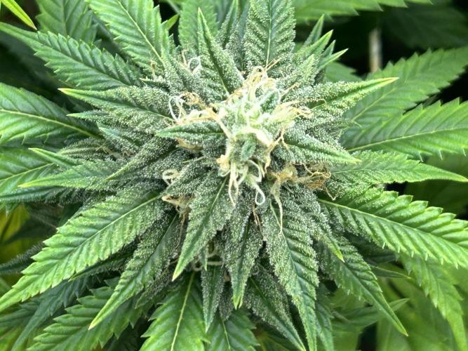 OSS - Do-Si-Dos OG. Week 20