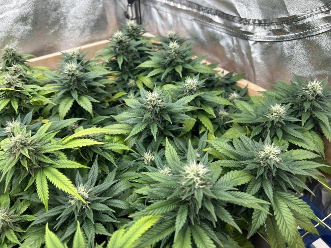 OSS - Sherbet Moonrocks. Week 20