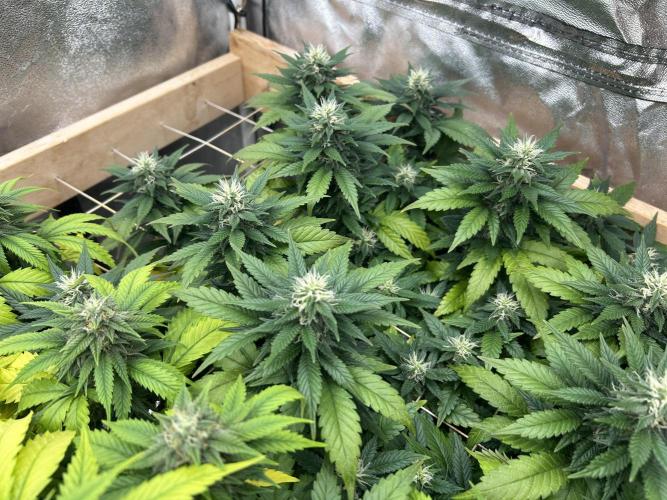 OSS - Sherbet Moonrocks. Week 20