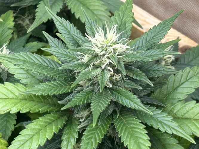 OSS - Sherbet Moonrocks. Week 20