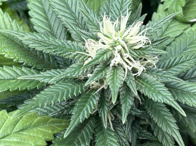 OSS - Sherbet Moonrocks. Week 20