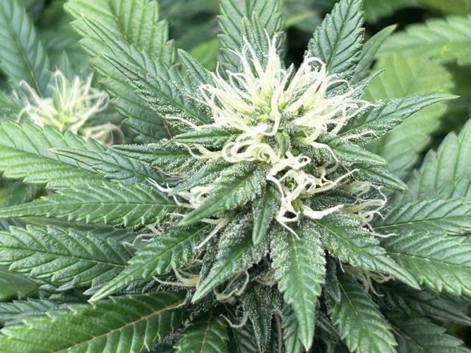 OSS - Sherbet Moonrocks. Week 20