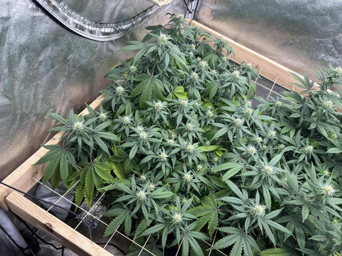 Kannabia - Pink Gelato. Week 20