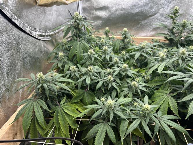 Kannabia - Pink Gelato. Week 20