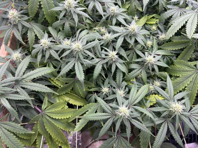 Kannabia - Pink Gelato. Week 20