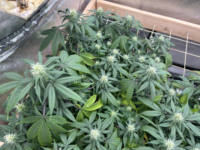 Kannabia - Pink Gelato. Week 20