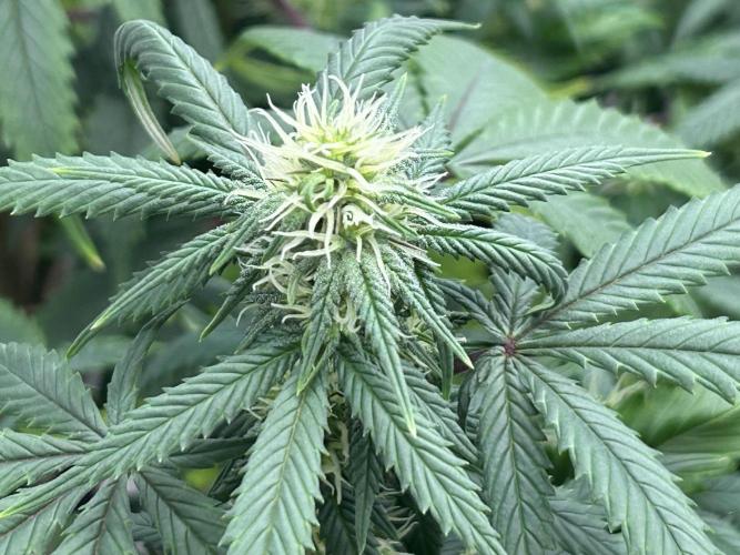 Kannabia - Pink Gelato. Week 20