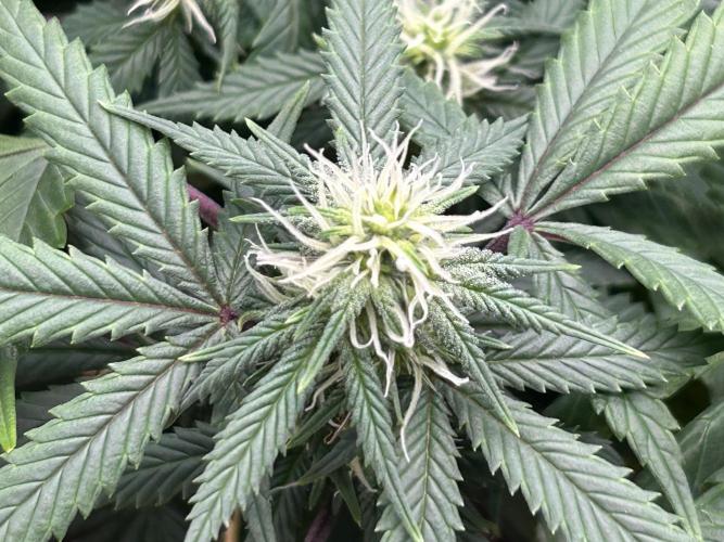 Kannabia - Pink Gelato. Week 20