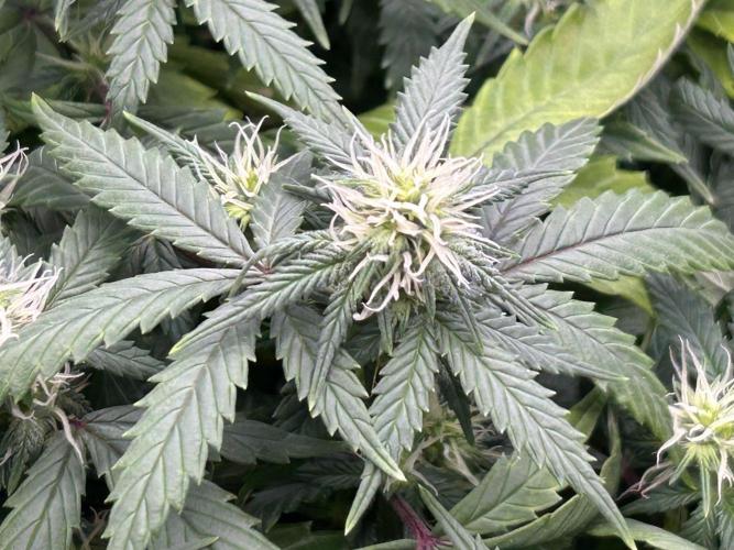 Kannabia - Pink Gelato. Week 20