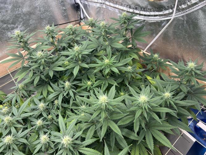 Kannabia - Apple Fritter. Week 20