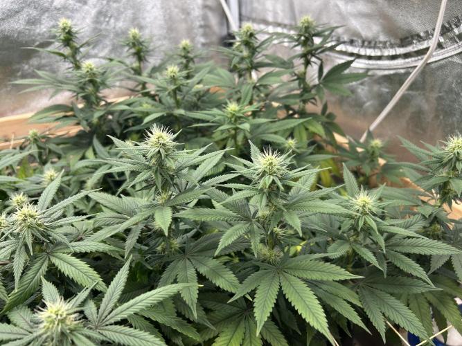 Kannabia - Apple Fritter. Week 20