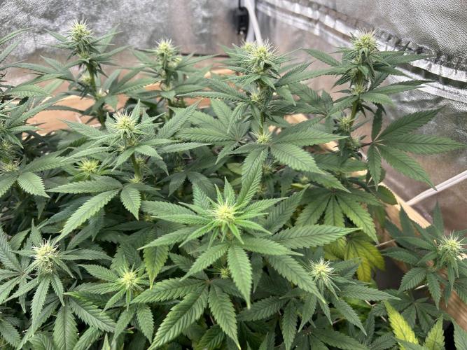 Kannabia - Apple Fritter. Week 20