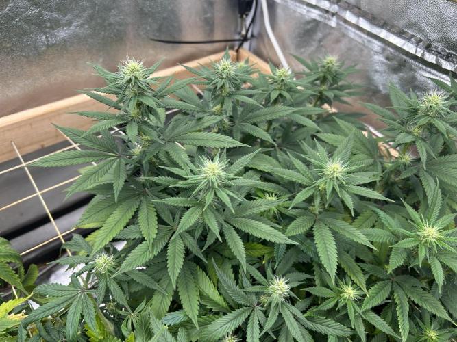 Kannabia - Apple Fritter. Week 20