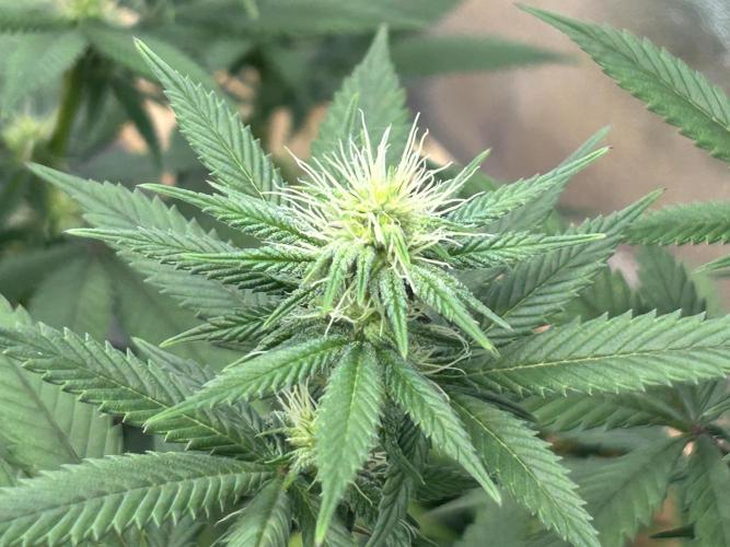 Kannabia - Apple Fritter. Week 20