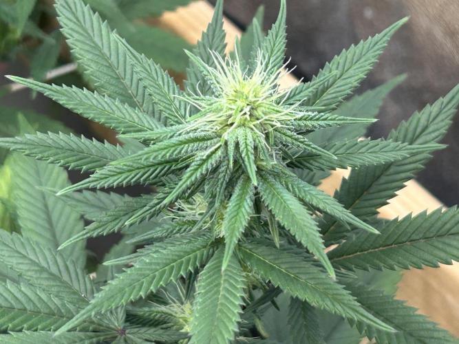 Kannabia - Apple Fritter. Week 20