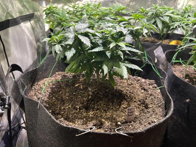 BF - Super Boof. Week 11