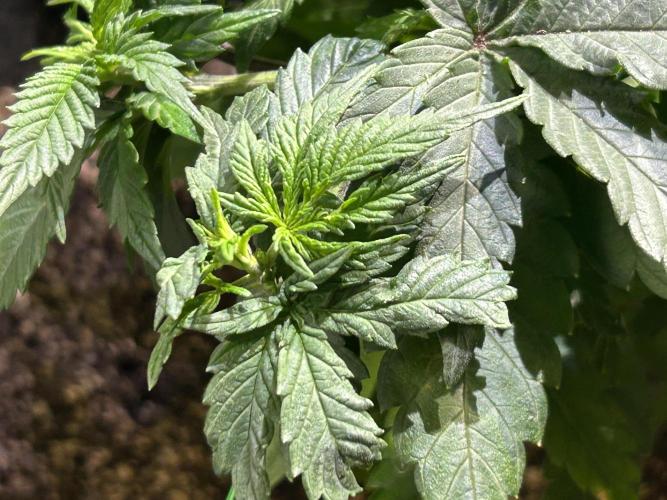 BF - Super Boof. Week 11