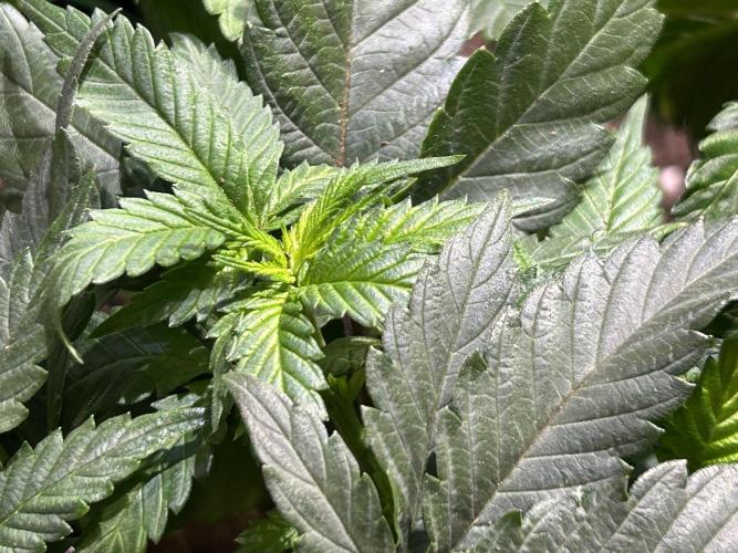 BF - Super Boof. Week 11