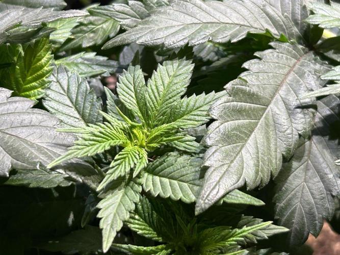 BF - Super Boof. Week 11