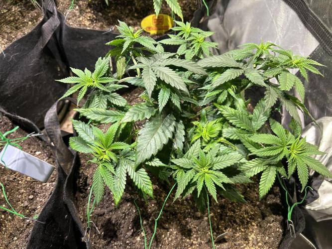 BF - RS11 x Banana OG. Week 11 - 1/24/26