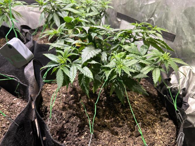 BF - RS11 x Banana OG. Week 11