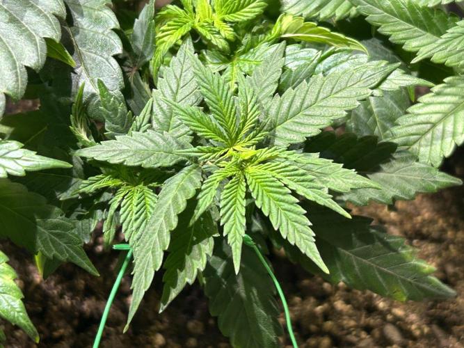 BF - RS11 x Banana OG. Week 11