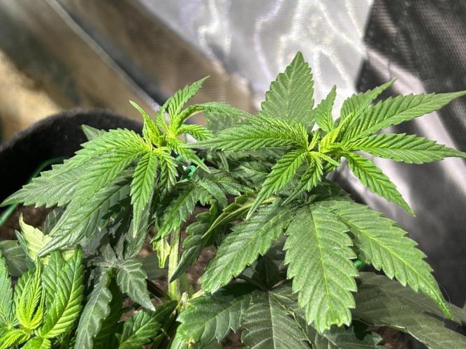 BF - RS11 x Banana OG. Week 11