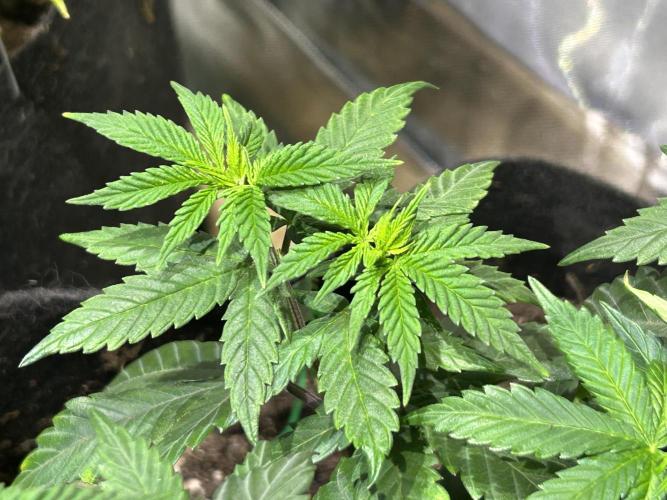 BF - RS11 x Banana OG. Week 11