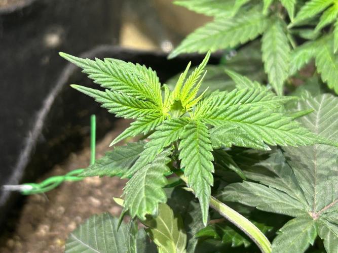 BF - RS11 x Banana OG. Week 11