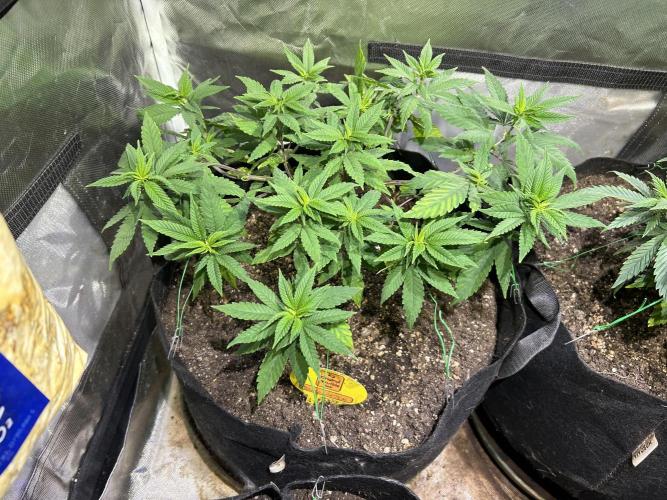 OSS - Blackwater. Week 14 - 1/24/26