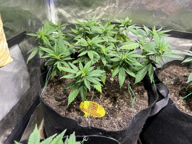 OSS - Blackwater. Week 14