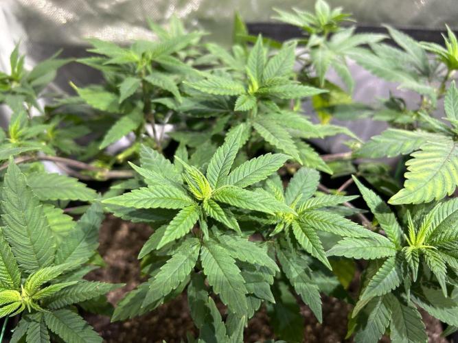 OSS - Blackwater. Week 14