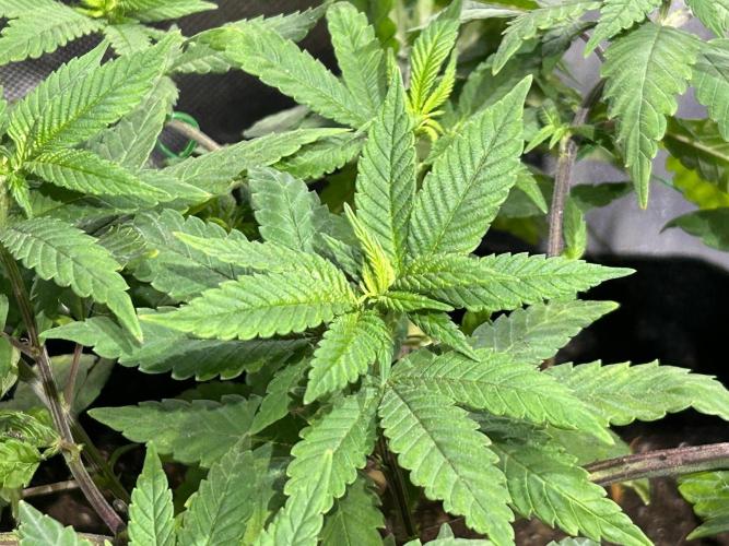 OSS - Blackwater. Week 14