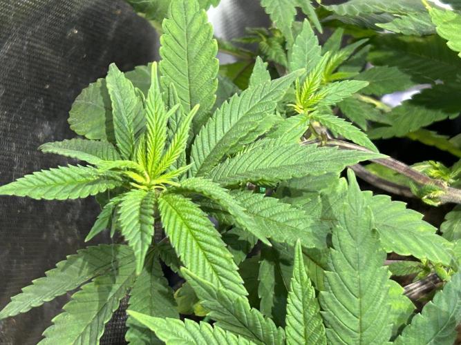 OSS - Blackwater. Week 14