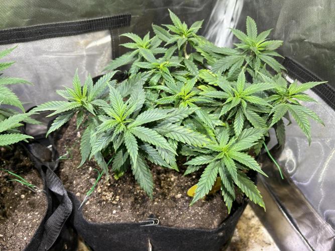 OSS - Tiramisu. Week 14 - 1/24/26