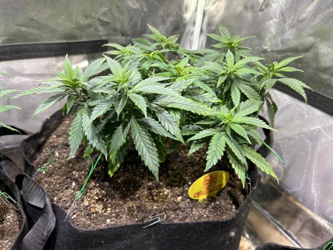 OSS - Tiramisu. Week 14