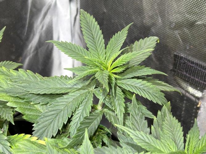 OSS - Tiramisu. Week 14