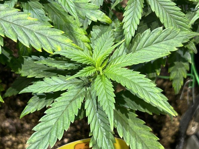 OSS - Tiramisu. Week 14