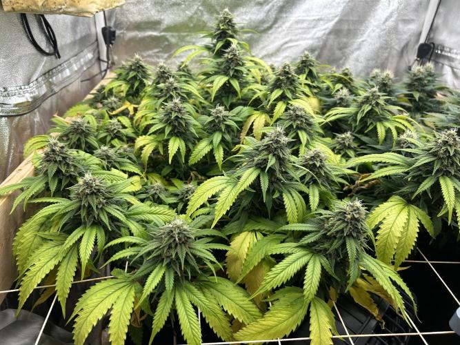 OSS - Do-Si-Dos OG. Week 21